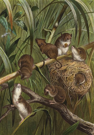 Pygmy Mouse by European School